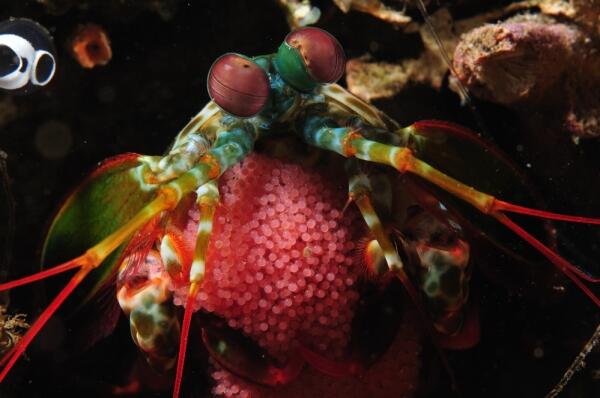Selat Lembeh, One of The Greatest Dive Sites in The World