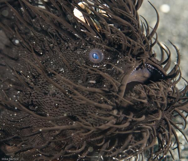 Selat Lembeh, One of The Greatest Dive Sites in The World