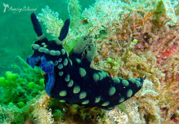 Selat Lembeh, One of The Greatest Dive Sites in The World