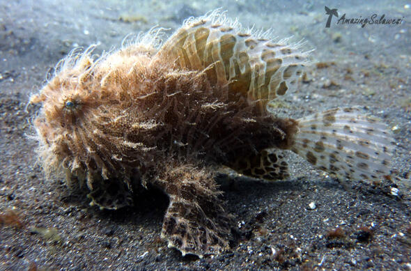 Selat Lembeh, One of The Greatest Dive Sites in The World