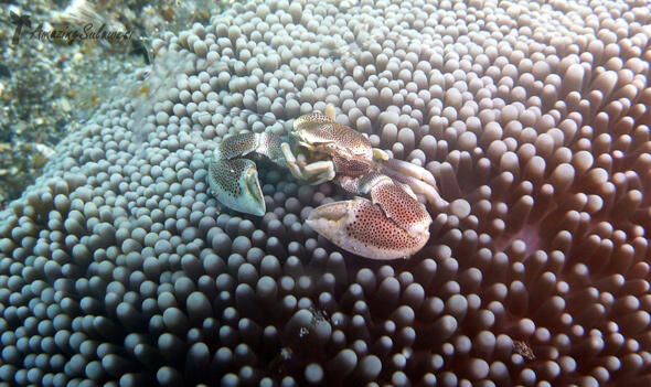 Selat Lembeh, One of The Greatest Dive Sites in The World