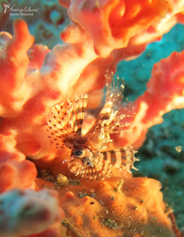 Selat Lembeh, One of The Greatest Dive Sites in The World