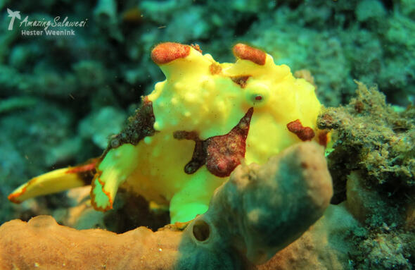 Selat Lembeh, One of The Greatest Dive Sites in The World