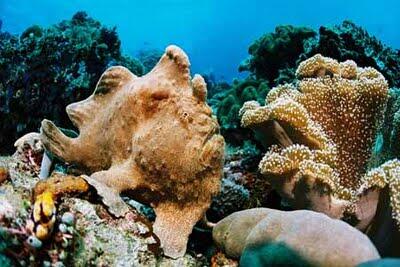 Selat Lembeh, One of The Greatest Dive Sites in The World