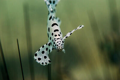 Selat Lembeh, One of The Greatest Dive Sites in The World