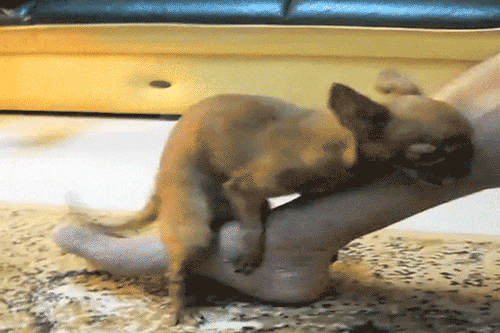 &#91;Jokes&#93;Colay itu Sehat gan? (With GIF- Bandwith Killer)
