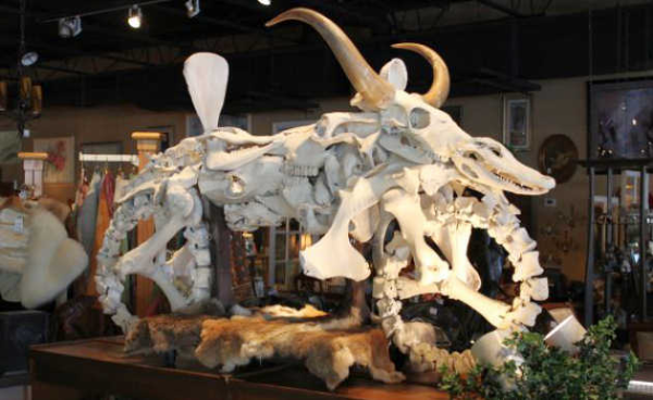 Pria Amerika Buat Motor dari Tulang Kambing Hingga Serigala