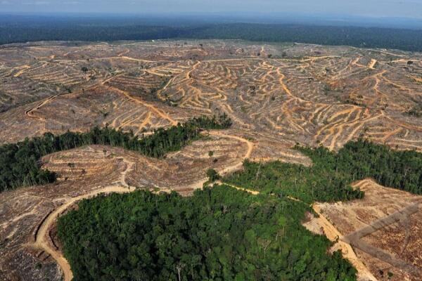 langkah kecil untuk hutan kita.