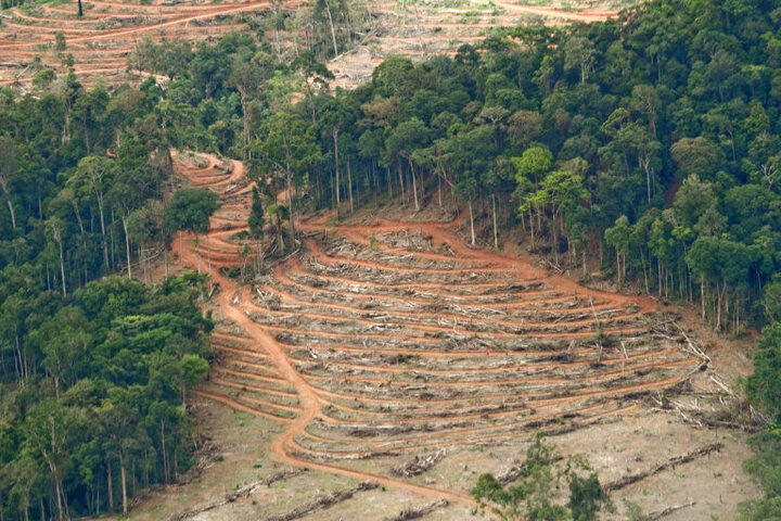 langkah kecil untuk hutan kita.