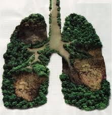 langkah kecil untuk hutan kita.