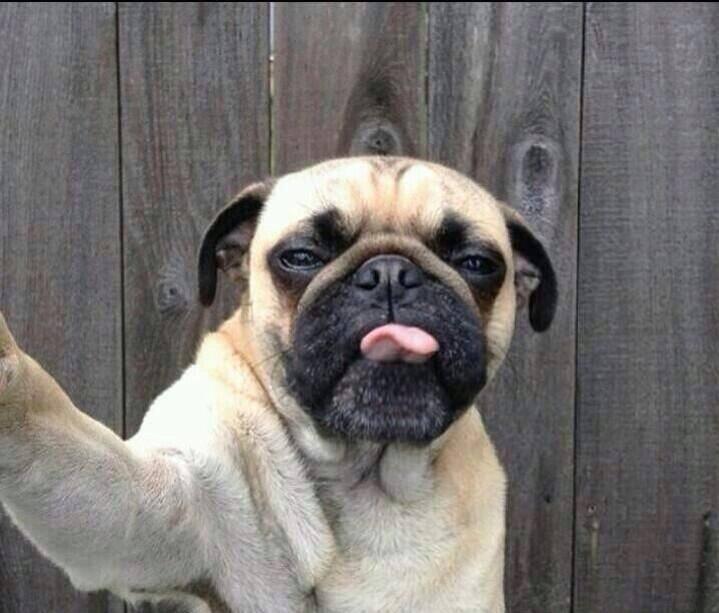 Manusia kgak bakal bisa selfie kek gini gan !
