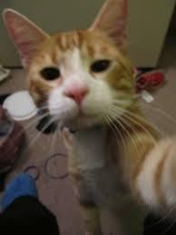 Manusia kgak bakal bisa selfie kek gini gan !