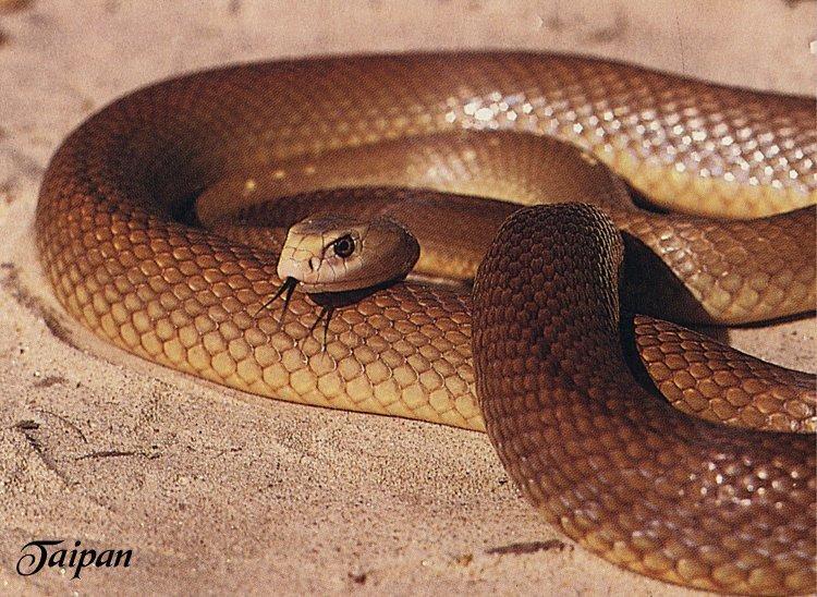 10 Ular Paling Buas dan Berbisa Didunia