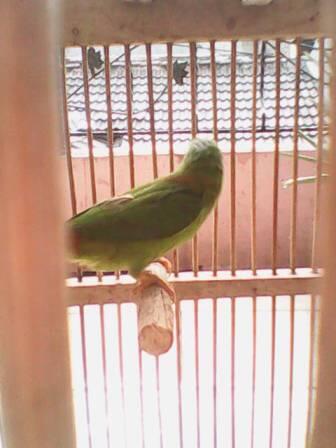 Terjual Serindit Jantan Muda Kaskus