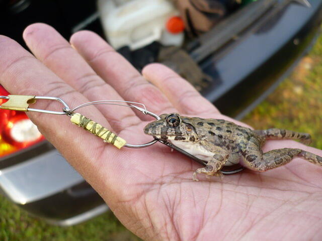 Umpan-umpan yang sering di pakai ketika memancing