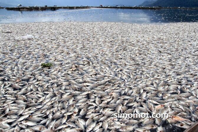 Ngeri, jutaan ekor ikan Danau Maninjau mati tiba-tiba