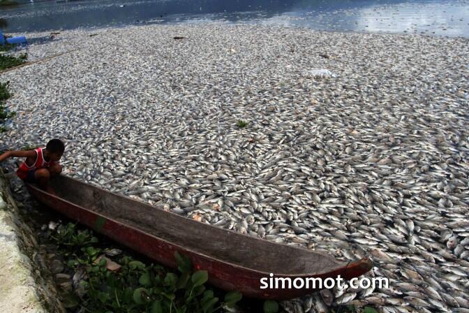 Ngeri, jutaan ekor ikan Danau Maninjau mati tiba-tiba