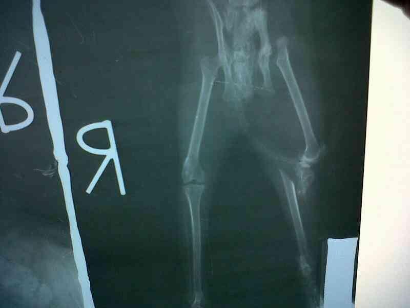 (HELP) KUCING DIANIAYA!