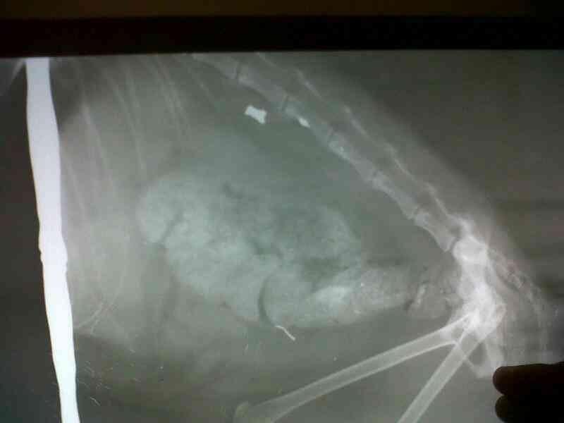 (HELP) KUCING DIANIAYA!