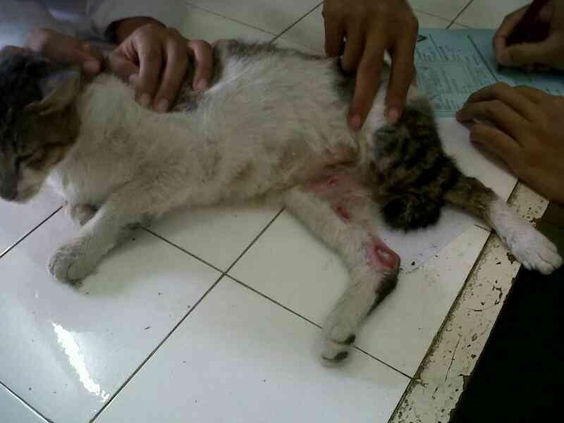 (HELP) KUCING DIANIAYA!