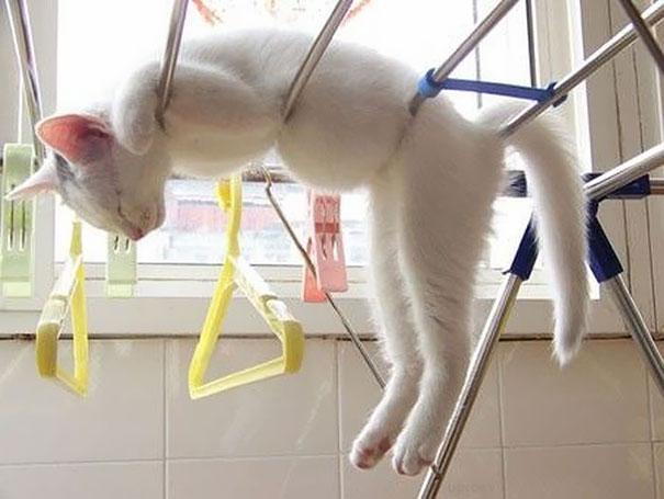 Lucunya Kucing-kucing ini Tidur Sembarangan