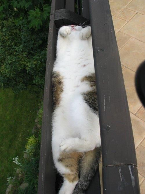 Lucunya Kucing-kucing ini Tidur Sembarangan