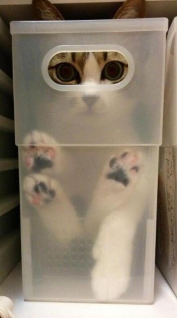 Lucunya Kucing-kucing ini Tidur Sembarangan