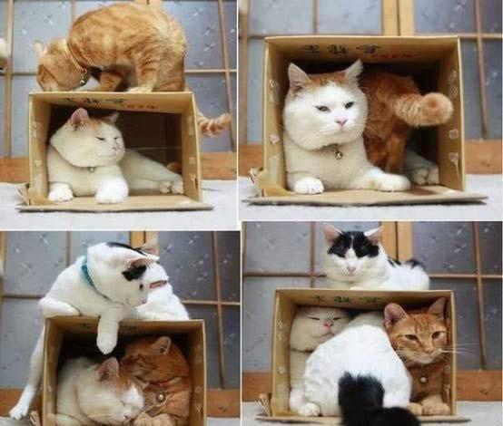 Lucunya Kucing-kucing ini Tidur Sembarangan
