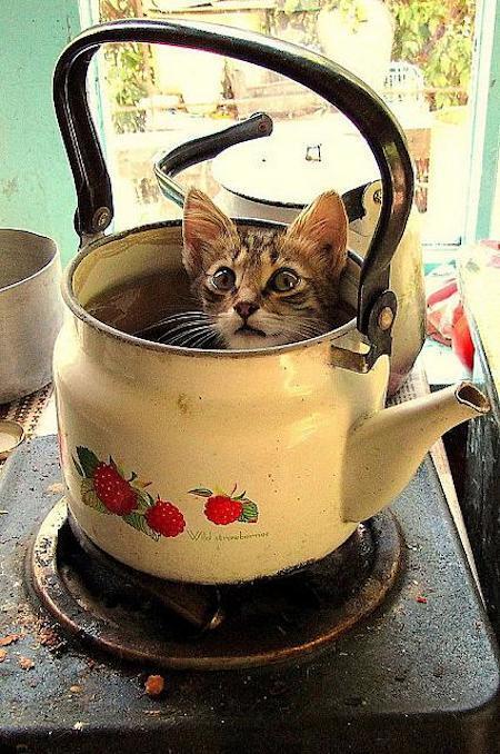 Lucunya Kucing-kucing ini Tidur Sembarangan