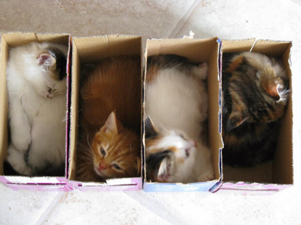 Lucunya Kucing-kucing ini Tidur Sembarangan