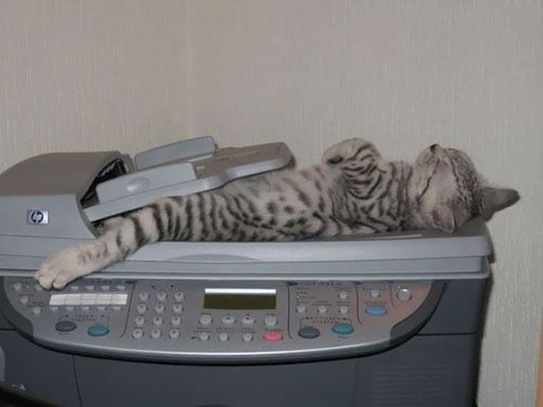 Lucunya Kucing-kucing ini Tidur Sembarangan