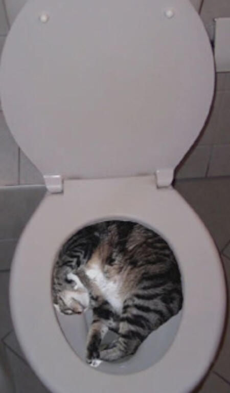 Lucunya Kucing-kucing ini Tidur Sembarangan
