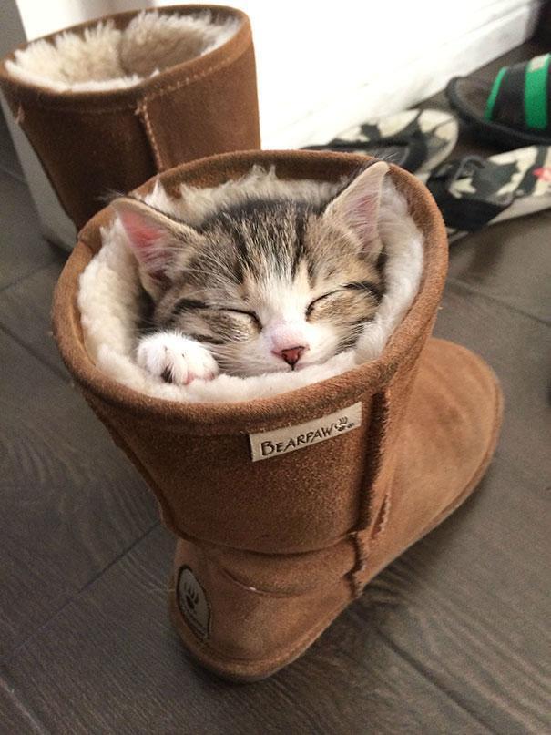 Lucunya Kucing-kucing ini Tidur Sembarangan