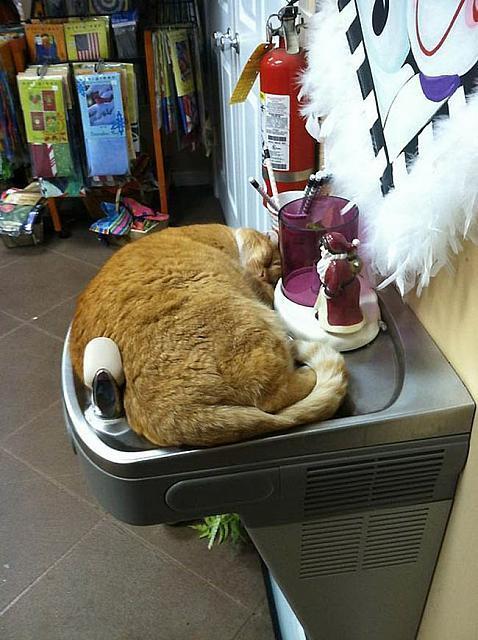 Lucunya Kucing-kucing ini Tidur Sembarangan
