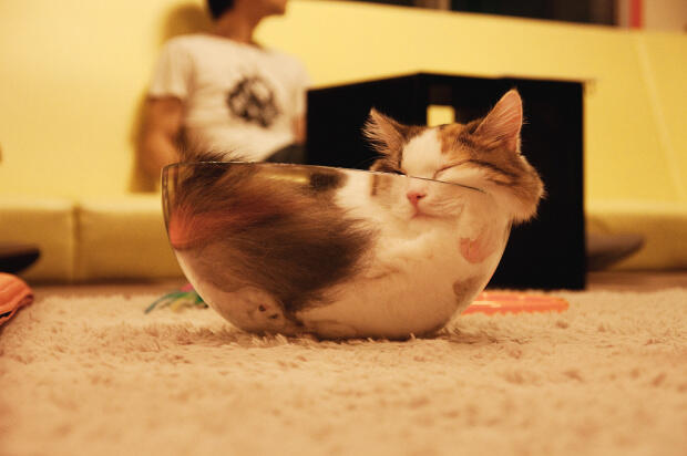Lucunya Kucing-kucing ini Tidur Sembarangan