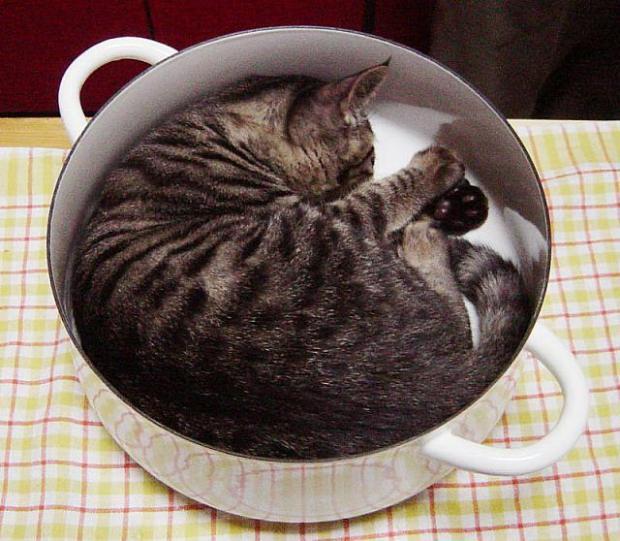 Lucunya Kucing-kucing ini Tidur Sembarangan