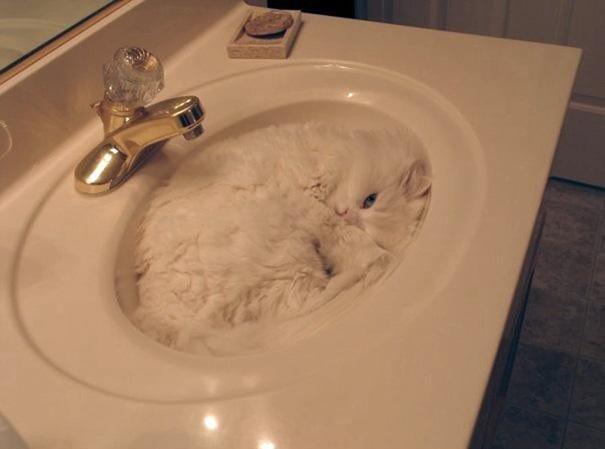 Lucunya Kucing-kucing ini Tidur Sembarangan