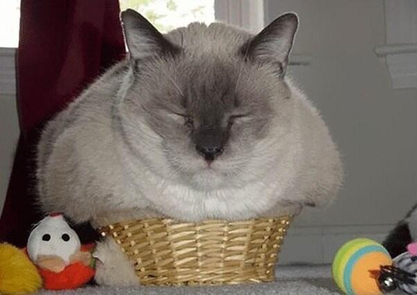 Lucunya Kucing-kucing ini Tidur Sembarangan