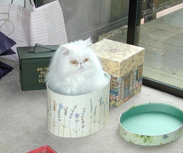 Lucunya Kucing-kucing ini Tidur Sembarangan