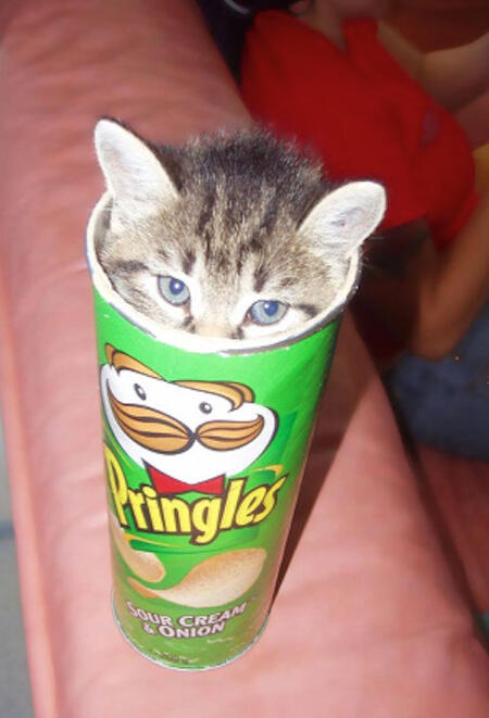 Lucunya Kucing-kucing ini Tidur Sembarangan