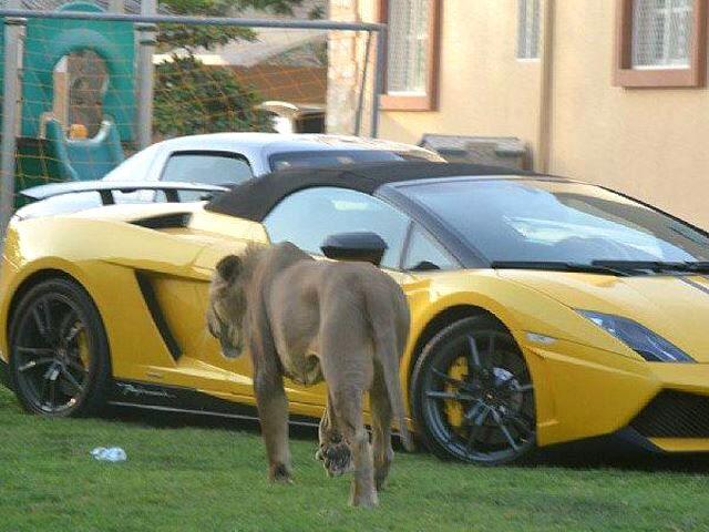 Gaya Saudagar Arab Pamer Mobil Mewah, Sambil Bawa Singa 