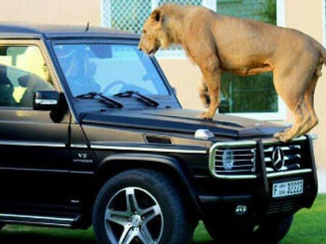 Gaya Saudagar Arab Pamer Mobil Mewah, Sambil Bawa Singa 