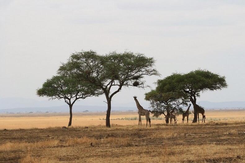 Ini Dia 10 Taman Nasional di Afrika yang Paling Menarik Untuk Dikunjungi