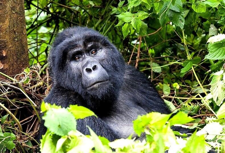 Ini Dia 10 Taman Nasional di Afrika yang Paling Menarik Untuk Dikunjungi