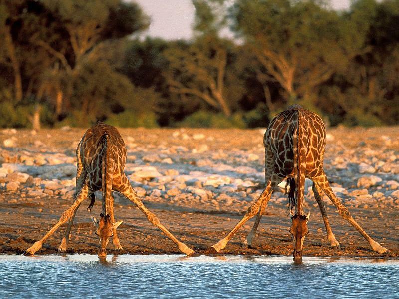 &#91;Thread Lanjutan&#93; 10 Taman Nasional Afrika yang Paling Menarik Untuk Dikunjungi
