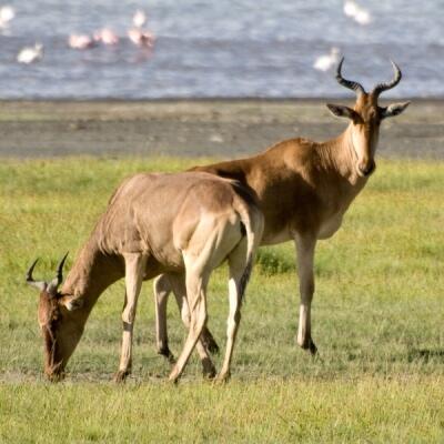 &#91;Thread Lanjutan&#93; 10 Taman Nasional Afrika yang Paling Menarik Untuk Dikunjungi
