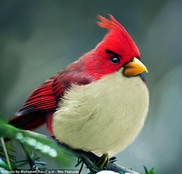 Burung berwajah pemarah seperti Burung di Angry Birds(The Real Angry Birds)