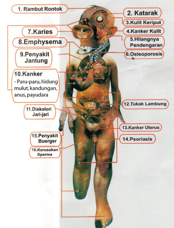 ROKOK ITU...