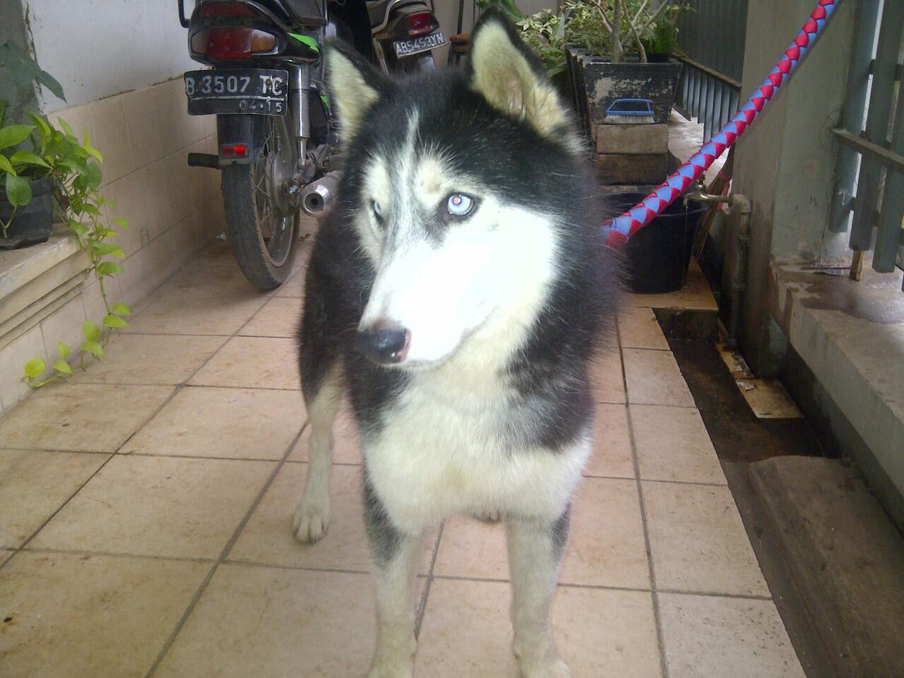 (help) Anjing Hilang Cimone