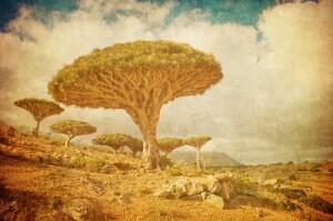 Socotra, Tempat Paling Menakjubkan dan Teraneh di Dunia